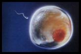 embryo new life adoptions